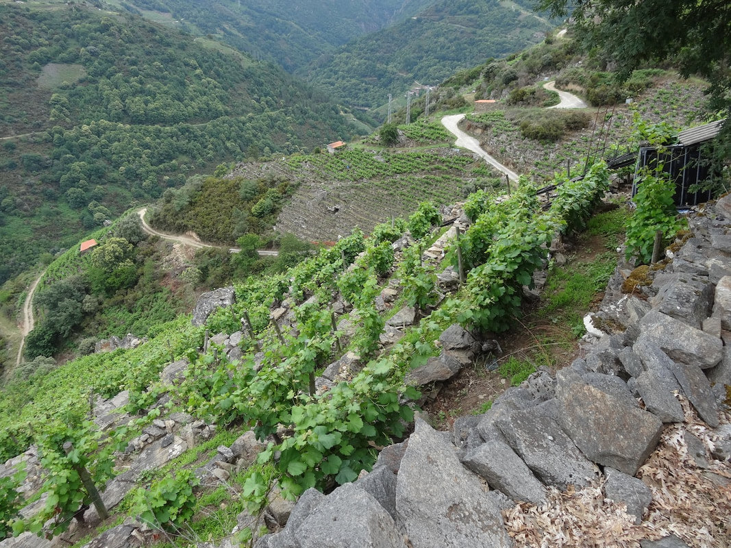 Wines of Envinate