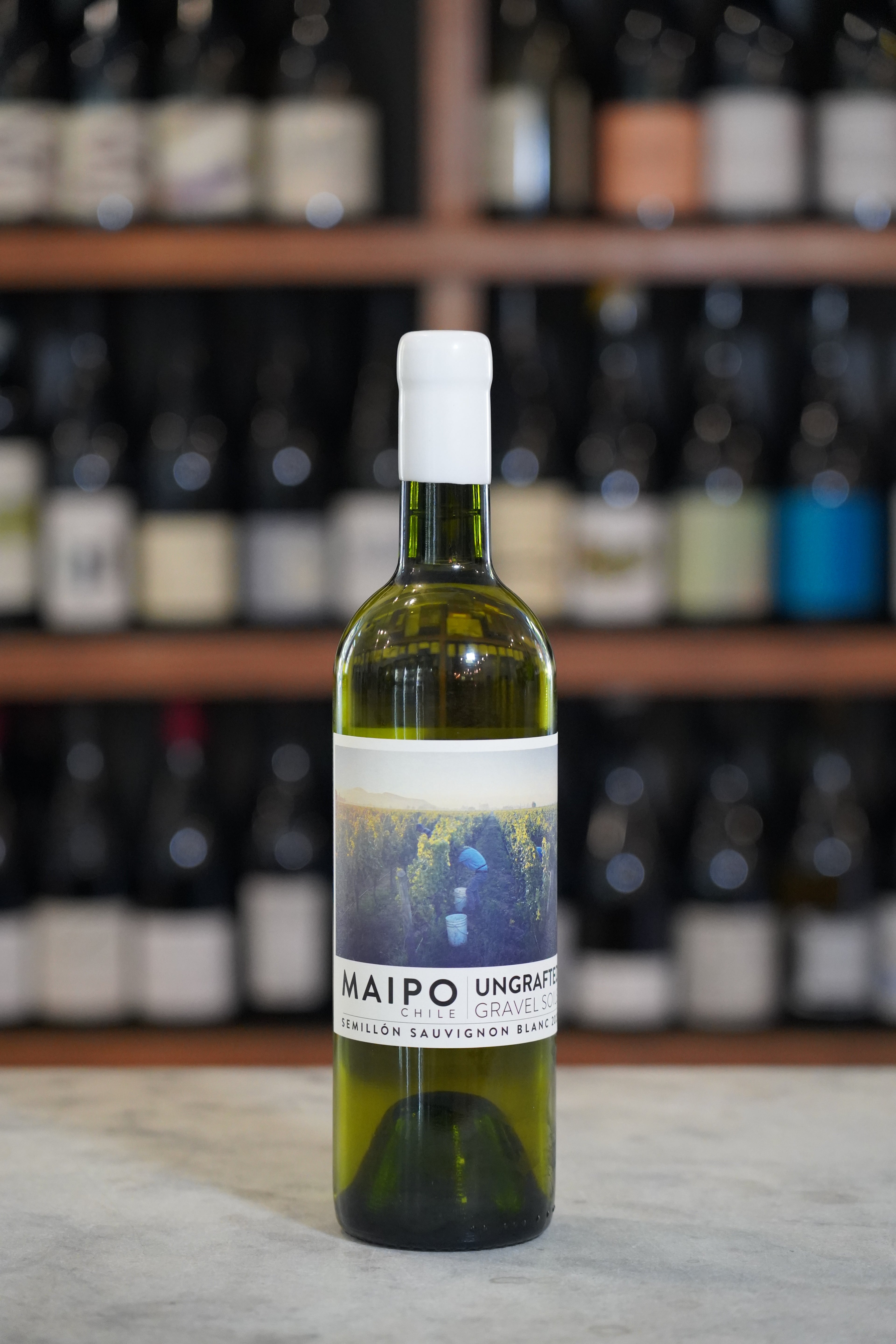 Ungrafted Maipo Semillon-Sauvignon Blanc